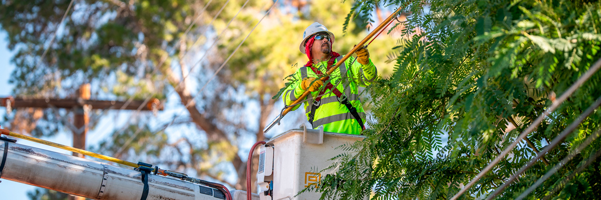 trabajador podando arbol , puerto iguazú